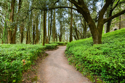 Pathway along trees in forest