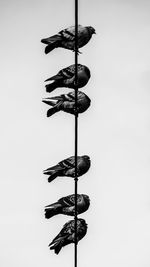 Low angle view of bird perching on pole against sky