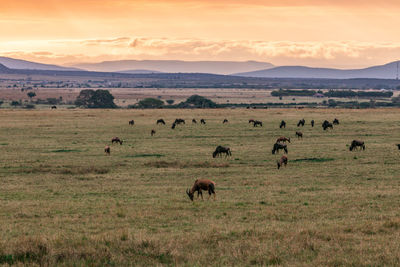 Sheep grazing in a field