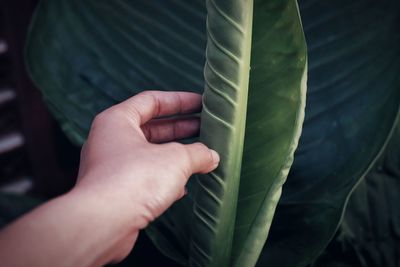 Cropped hand holding palm leaf