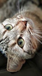 Close-up portrait of a cat