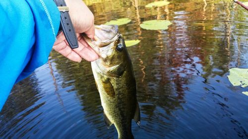 Cropped image man holding fresh largemouth bass