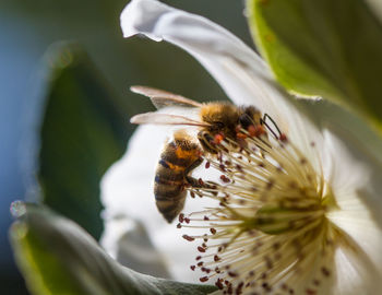 Close-up of bee pollinating on flower