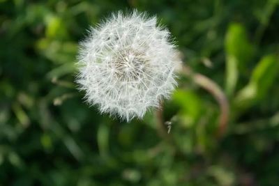 Close-up of dandelion