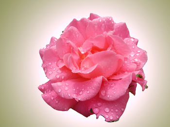 Close-up of water drops on rose