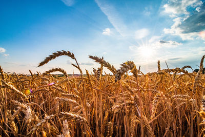 View of stalks in field against sky