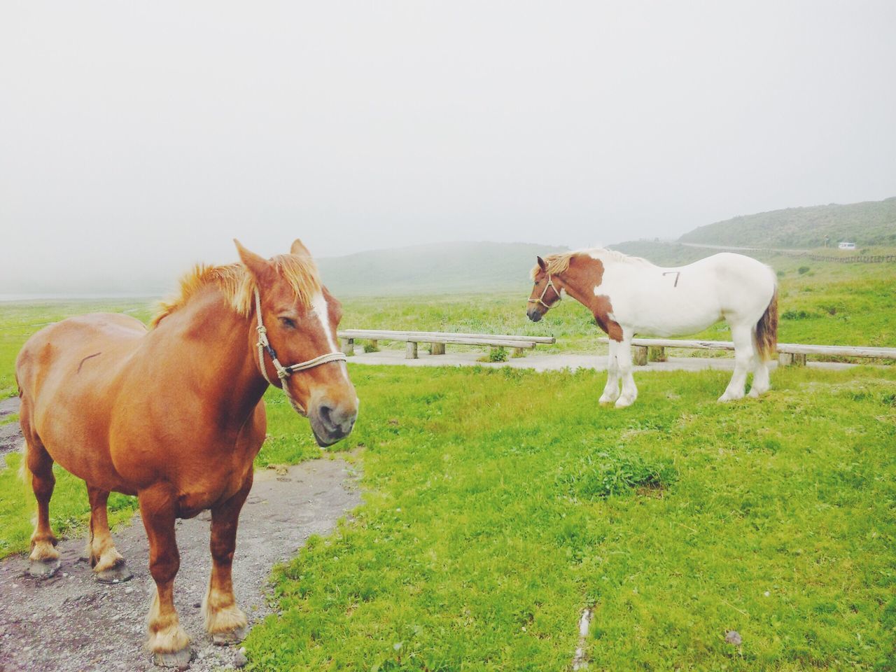 domestic animals, animal themes, livestock, horse, mammal, grass, field, clear sky, standing, herbivorous, two animals, landscape, grazing, cow, nature, pasture, copy space, grassy, working animal, three animals