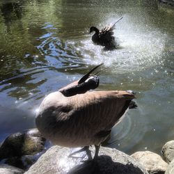 Duck in water