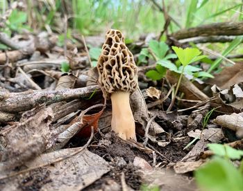 Close-up of mushroom growing on field