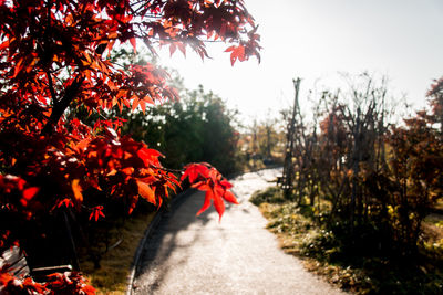 Rear view of man walking on red road amidst trees against sky