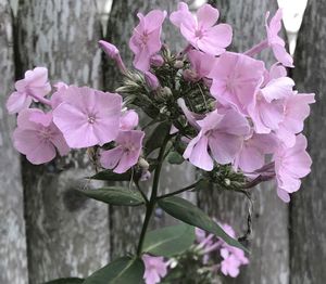 Close-up of pink flowers blooming outdoors