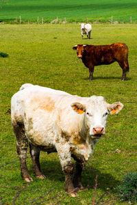 Three cows grazing on pasture