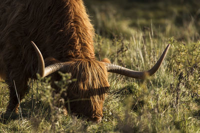 Horse grazing in a field