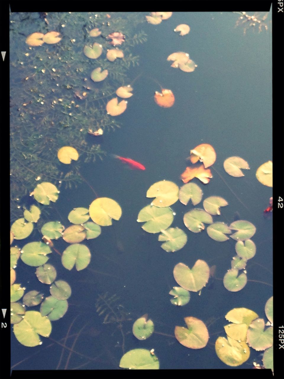 transfer print, auto post production filter, water, nature, high angle view, beauty in nature, floating on water, reflection, fragility, no people, blue, flower, leaf, pond, close-up, outdoors, backgrounds, underwater, day, full frame