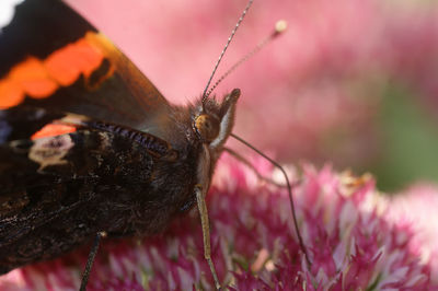 Natural closeup on a colorful red admiral butterfly, vanessa atalanta on a purple eupatorium flower