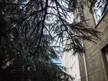 Low angle view of bare tree against sky