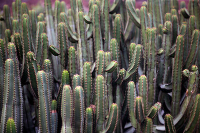 Full frame shot of succulent plant