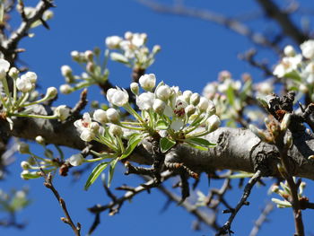 Close-up of white flowering plant against sky