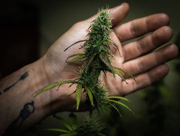Close-up of hand holding plant