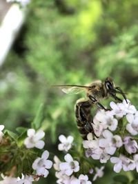 Close-up of bee pollinating on flower