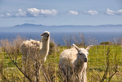 Sheep standing in a field