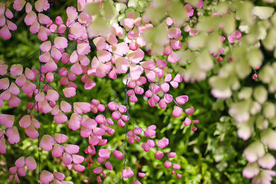 Close-up of pink flowering plants