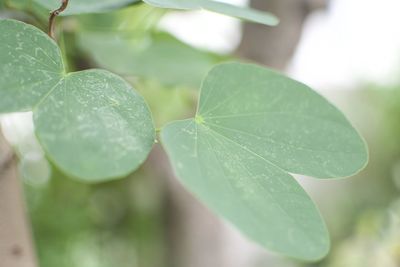 Close-up of fresh green leaves