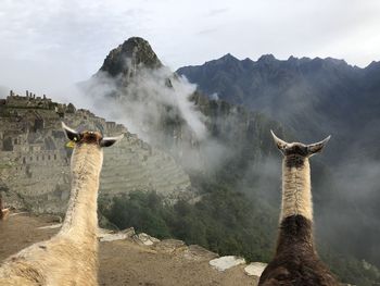 View of giraffe on mountain against sky