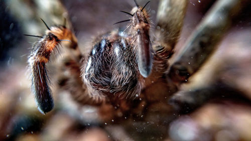 Close-up of spider