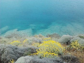 High angle view of yellow flowers by sea