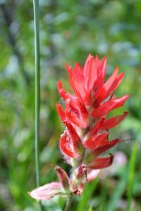 Close-up of red flower blooming outdoors