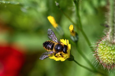 Close-up of bee pollinating on flower