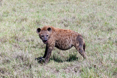 Side view of lioness on grassy field