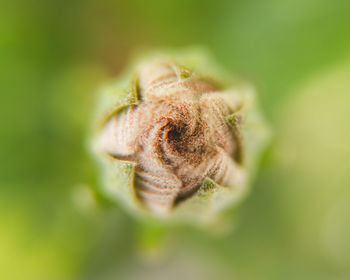 Close-up of flower on plant