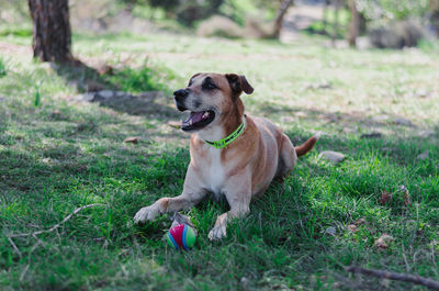 Close-up of dog sitting on field