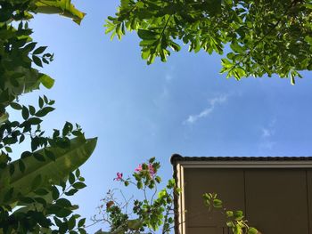Low angle view of trees against sky