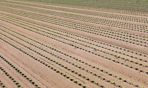 High angle view of agricultural field