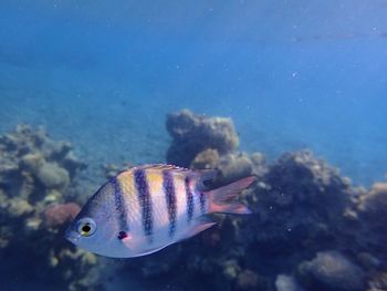 Close-up of fish swimming underwater