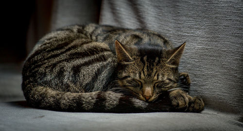 Tabby cat sleeping on sofa at home