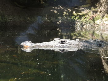 Ducks swimming in lake