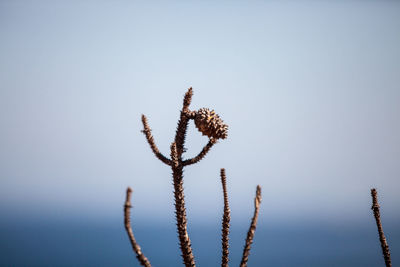 Low angle view of flowering plant against clear sky