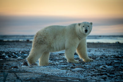 Polar bear stands on flat snowy tundra