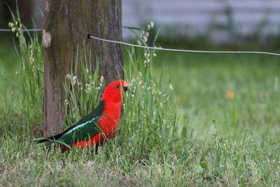 Bird perching on a field