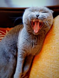 Close-up of cat yawning