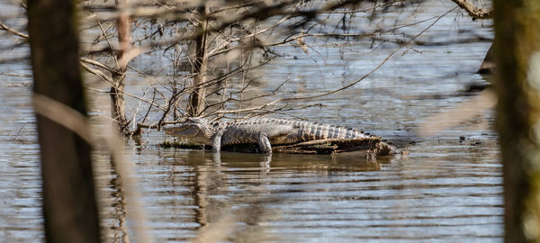 Crocodile in lake