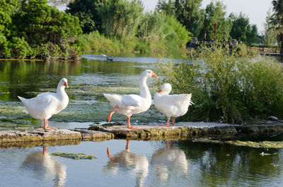 View of birds in lake