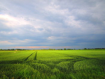 Scenic view of agricultural field against sky