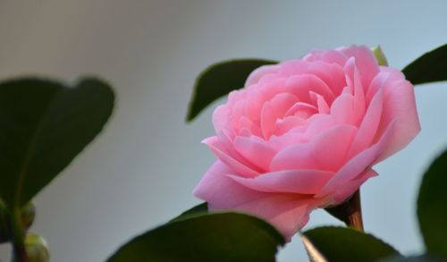 Close-up of pink rose blooming outdoors