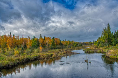 Scenic view of lake in forest against sky