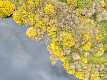 High angle view of yellow flowering plant on tree during autumn
